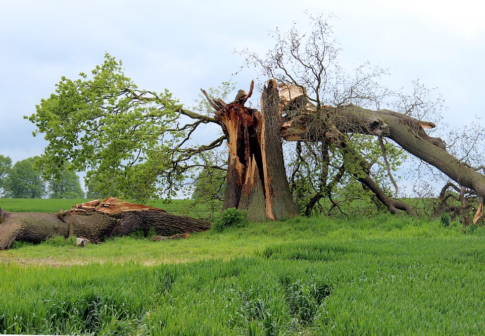 This photo is of a historical tree in an open field that was struck by lightning, the storm damage fractured and it into disrepair. The tree needed to cut into logs and be removed.